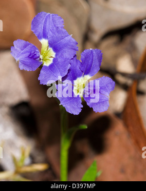 Atemberaubende blau / lila Blüten der Dampiera Diversifolia - eine Wildblume aus West-Australien, die im australischen Gärten angebaut wird Stockfoto