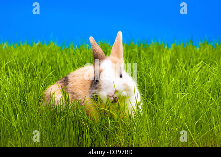 Brauner Baby Hase auf dem grünen Rasen Stockfoto