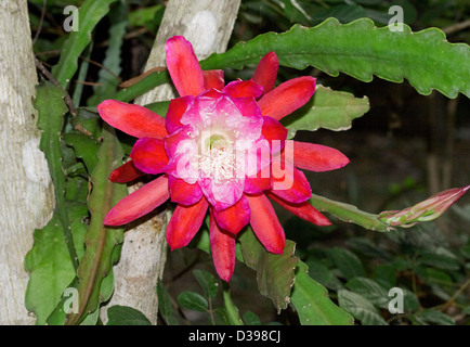 Spektakuläre leuchtend rote Blume und flachen grünen Stängel von Epiphyllum Sorte-Weihnachten / Orchid Cactus - wächst in einem Baum Stockfoto