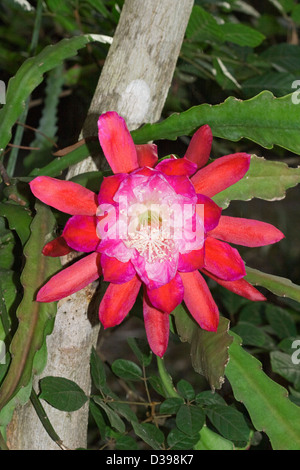 Spektakuläre leuchtend rote Blume und flachen grünen Stängel von Epiphyllum Sorte-Weihnachten / Orchid Cactus - wächst in einem Baum Stockfoto