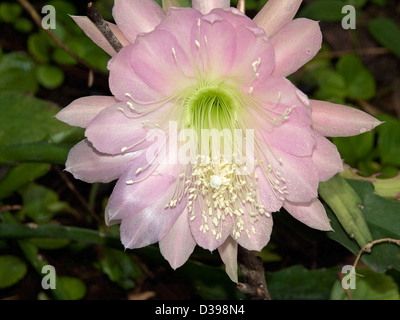 Große, blass rosa Blume Epiphyllum Kakteen - Orchidee oder Weihnachtskaktus Stockfoto