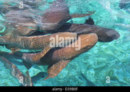 Ammenhaie (Ginglymostoma Cirratum) nahe der Oberfläche des Wassers Stockfoto