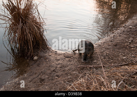 Nutria am Fluss Stockfoto