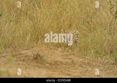 Serval (Leptailurus Serval) Kätzchen in den Gräsern in Masai Mara, Kenia Stockfoto