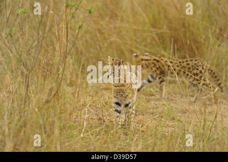 Serval (Leptailurus Serval) Kätzchen in den Gräsern in Masai Mara, Kenia Stockfoto