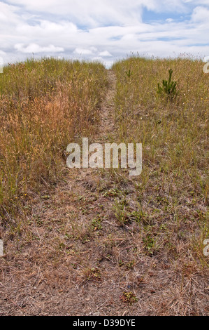 Feldweg hinauf Hügel mit Dünengras auf beiden Seiten, in blauen Himmel. Viele konzeptionelle Idee, Reise, Kampf, Weg, Kurs. Stockfoto