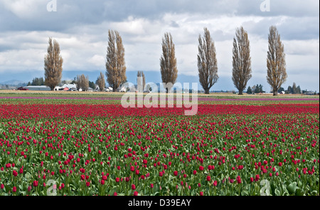 Landschaft ist ein Bereich der roten Feder Tulpen an einem stürmischen Tag. Beliebte Bäume in einer Linie sind in den Hintergrund, der Skagit County Stockfoto
