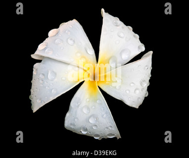 Diese wunderschöne tropische Blume weiß Plumeria oder Frangipani, hat große Regentropfen auf die weichen Blütenblätter vor einem schwarzen Hintergrund. Stockfoto