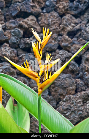 Diese gelben tropischen Blume ist ein Heliconia, oder H. Psittacorum Papagei Heliconia gegen eine Wand aus Lavagestein in den Hinterg eingestellt ist Stockfoto