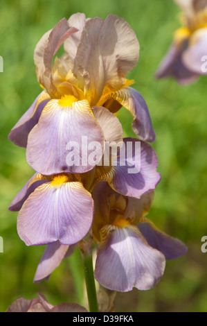 Iiris Barbatus Blumen auf einem grünen Rasen-Hintergrund Stockfoto