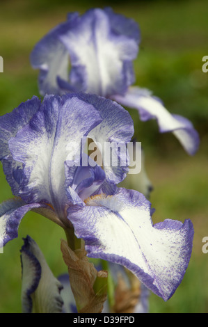 Iiris Barbatus Blumen auf einem grünen Rasen-Hintergrund Stockfoto