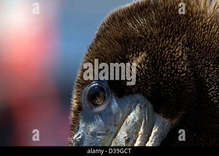 Brauner Pelikan (Pelecanus Occidentalis) juvenile Nahaufnahme Kopfschuss in Monterey, Kalifornien, USA im Juli Stockfoto