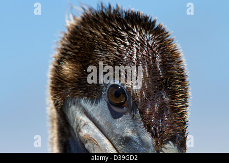 Brauner Pelikan (Pelecanus Occidentalis) juvenile Nahaufnahme Kopfschuss in Monterey, Kalifornien, USA im Juli Stockfoto