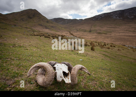 RAM Schädel unter den Twelve Bens Berge, Connemara, County Galway, Irland. Stockfoto