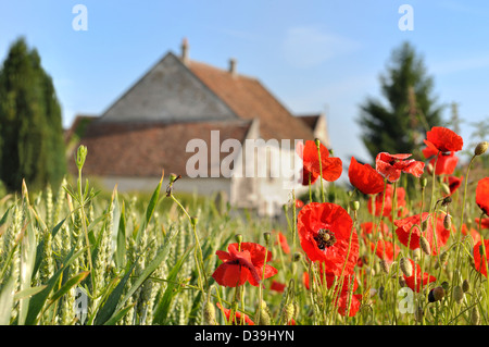 Land-Einstellung Mohn vor einem steinernen Haus auf dem Lande Stockfoto