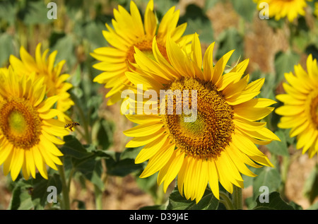 Sonnenblumenfeld - Sonnenblumen Feld 11 Stockfoto