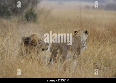 Männliche und weibliche Löwen während der Regenzeit in den Gräsern der Masai Mara, Kenia, Afrika Stockfoto