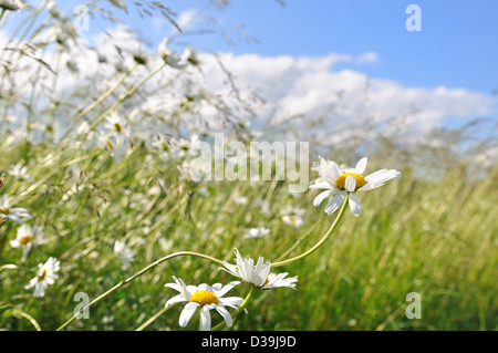 wilden weißen Margeriten in den Wind unter blauem Himmel und weißen Wolken Stockfoto