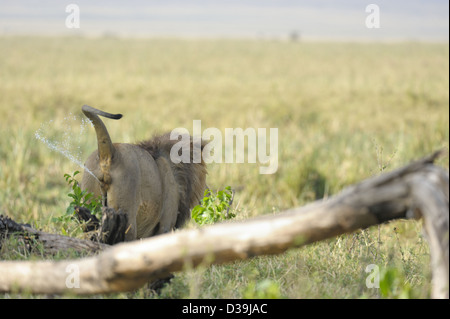 Löwen-Spray markiert sein Territorium in der Masai Mara Stockfoto