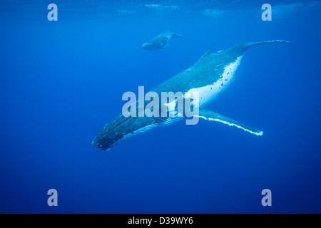 Buckelwale Tauchen Stockfoto