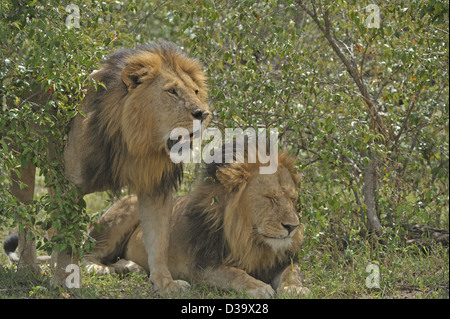 Zwei männliche Löwen in Masai Mara, Kenia, Afrika Stockfoto