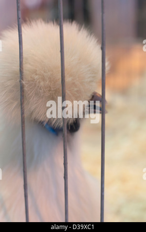 Eine Nahaufnahme Bild eines Huhns Silkie ausgestellt in einer Geflügel-show Stockfoto