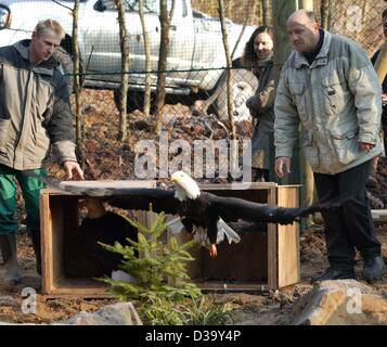 (Dpa) - ein Seeadler (Haliaeetus Horste) breitet seine Flügel, als er seine Transport-Box geht, um sein neues Zuhause Tierpark Tripsdrill in Cleebronn, Deutschland, 19. Dezember 2003 zu prüfen. Die Vögel war vor kurzem in ihrem neuen Gehege umgezogen worden Ext durchführen können Stockfoto