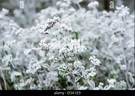 Origanum Vulgare, Oregano Seedheads bei Frost. Stockfoto