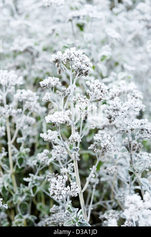 Origanum Vulgare, Oregano Seedheads bei Frost. Stockfoto