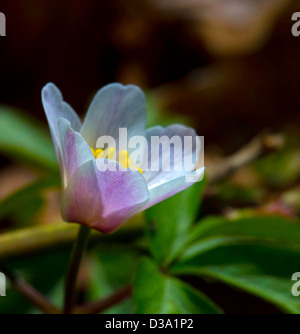 Nahaufnahme von Anemonen blühen im zeitigen Frühjahr. Stockfoto