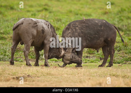 zwei junge afrikanische Büffel kämpfen Stockfoto