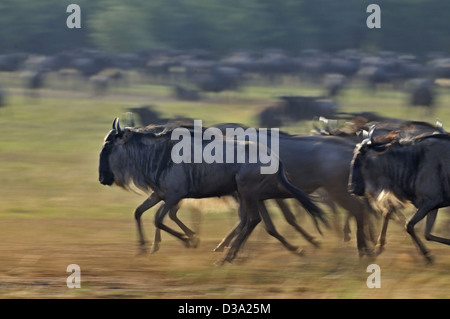 Gnus (oder Gnus, Gnus oder Wildebai, Gnu) auf der Flucht in Masai Mara, Kenia, Afrika Stockfoto