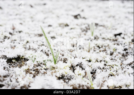 Young-Allium Cepa, japanische Zwiebel "Senshyu Yellow" bei starkem Frost, Wales. Stockfoto