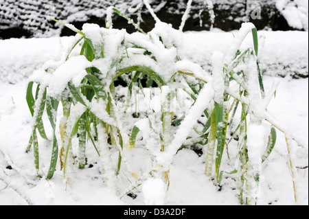 Lauch, Carentan und Varna im Schnee, Wales. Stockfoto