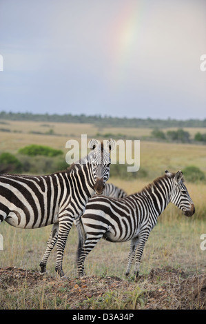 Ebenen oder gemeinsame Zebras (Equus Quagga) in den Gräsern bei Sonnenuntergang mit einem Regenbogen im Hintergrund in Masai Mara, Kenia Stockfoto