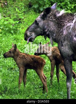 (Dpa) - Elk Mutter Emmi über ihren Zwillingen beobachtet, wie sie ihrem Gehege auf die Tier-und Pflanzenwelt entdecken bewahren im Rosengarten, Germany, 23. Mai 2002. Die Kälber wurden am 11. Mai geboren und warten immer noch genannt werden. Neugeborenen Elch Jungtiere wiegen ca. 15 kg und haben eine Höhe von ca. 80 cm. Nach drei d Stockfoto