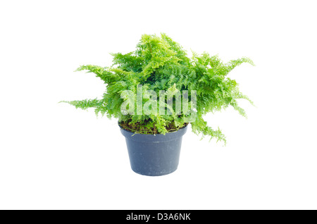 Grüner Farn im Topf isoliert auf weißem Hintergrund Stockfoto