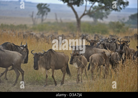 Gnus (oder Gnus, Gnus oder Wildebai, Gnu) Herden in den weiten Ebenen der Masai Mara, Kenia, Afrika Stockfoto