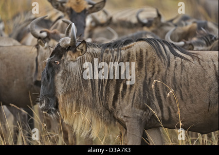 Gnus (oder Gnus, Gnus oder Wildebai, Gnu) Herden in den weiten Ebenen der Masai Mara, Kenia, Afrika Stockfoto