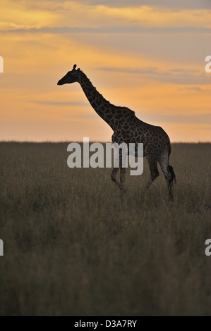 Masai-Giraffe oder Maasai Giraffe im malerischen Grasland der Masai Mara bei Sonnenuntergang Stockfoto