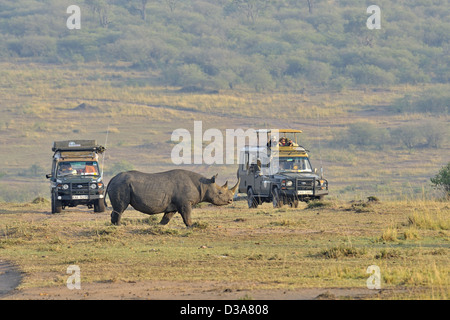 Touristen auf einer Safari in Masai Mara, Kenia Spitzmaulnashorn oder Haken-lippige Rhinoceros (Diceros Bicornis) ansehen Stockfoto