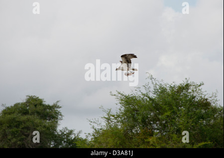 Belize, Crooked Tree Wildlife Sanctuary. Osprey (WILD: Pandion haliaetus) im Flug Fisch. Stockfoto