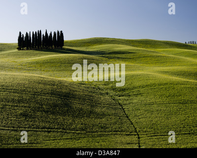 eine Gruppe von italienischen Zypressen in die Schlösser der Toskana Stockfoto