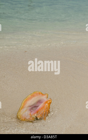 Belize, Karibik, Glover's Reef. Conch Shell auf Coco Beach. Stockfoto