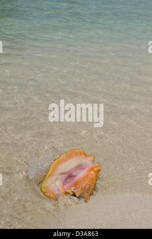 Belize, Karibik, Glover's Reef. Conch Shell auf Coco Beach. Stockfoto