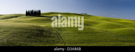 eine Gruppe von italienischen Zypressen in die Schlösser der Toskana Stockfoto