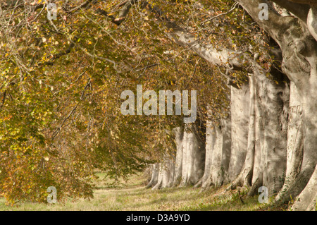 Zeile der Rotbuche Bäume in der Allee in Kingston Lacy auf der B3082 zwischen Wimborne Minster und Blandford [Fagus Sylvatica], Stockfoto