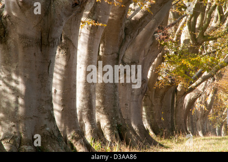 Zeile der Rotbuche Bäume in der Allee in Kingston Lacy auf der B3082 zwischen Wimborne Minster und Blandford [Fagus Sylvatica], Stockfoto