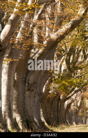 Zeile der Rotbuche Bäume in der Allee in Kingston Lacy auf der B3082 zwischen Wimborne Minster und Blandford [Fagus Sylvatica], Stockfoto