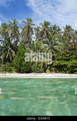 Tropischer Strand mit üppiger Vegetation, gesehen von der Wasseroberfläche, Karibik Stockfoto